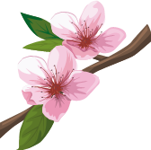 sakura