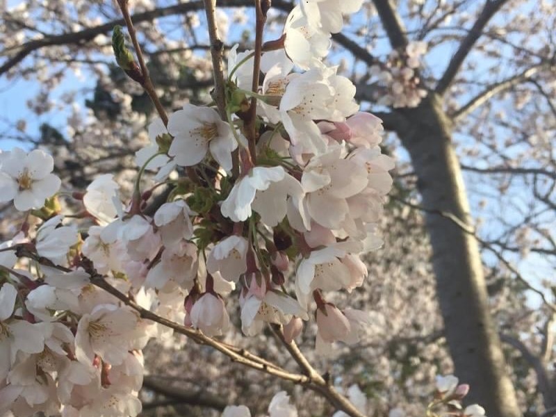 5月度茶話会：桜見物、ランチ懇親会