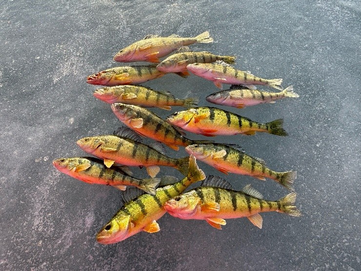 fish