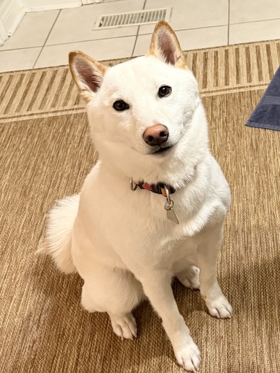 dog