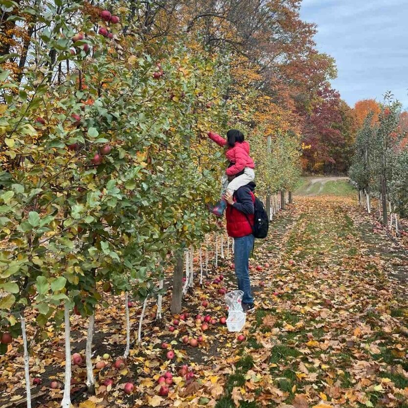fruits picking